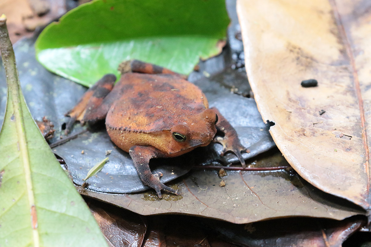 Leaf-litter Frog